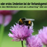 Faulheit oder erstes Umdenken bei der Verbandsgemeinde Eich Natur "In den Mühläckern und am Lutherring" lebt wieder auf