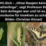 VG Eich - „Ohne Raupen keine Schmetterlinge“, sagt Professor Künast. Sein Anliegen war und ist es, Lebensräume für Insekten zu schaffen. Bilder: Christian Künast